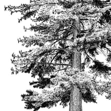 Load image into Gallery viewer, Northwest Trees, Anniversary Edition