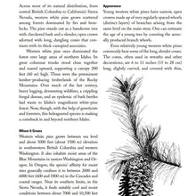 Load image into Gallery viewer, Northwest Trees, Anniversary Edition