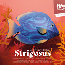 Load image into Gallery viewer, Surgeonfish - Fish 3D Paper Figure By Plego