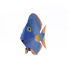 Load image into Gallery viewer, Surgeonfish - Fish 3D Paper Figure By Plego